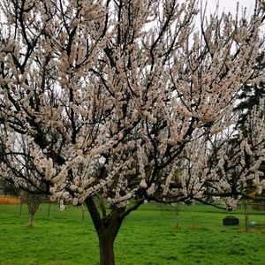 Meet your Posher, Allysa